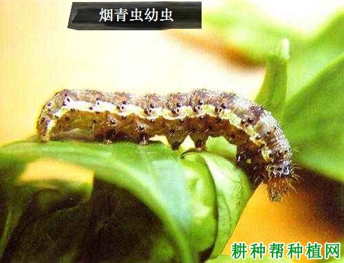 种棉花如何防治烟青虫? 种棉花如何防治烟青虫?