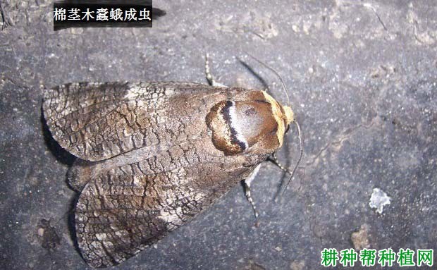 种棉花如何防治棉茎木蠹蛾? 种棉花如何防治棉茎木蠹蛾?