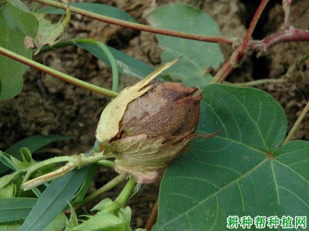 种棉花如何防治棉铃曲霉病? 种棉花如何防治棉铃曲霉病?