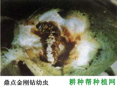 种棉花如何防治鼎点金刚钻? 种棉花如何防治鼎点金刚钻?