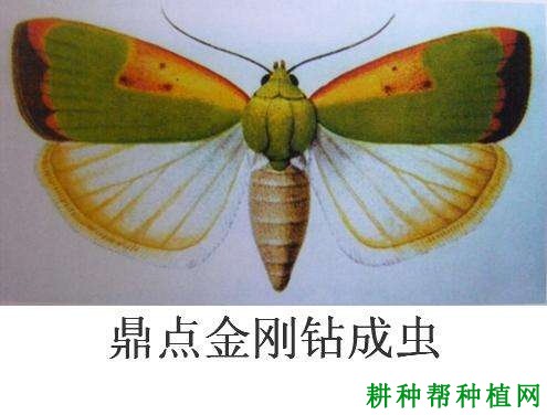 种棉花如何防治鼎点金刚钻? 种棉花如何防治鼎点金刚钻?