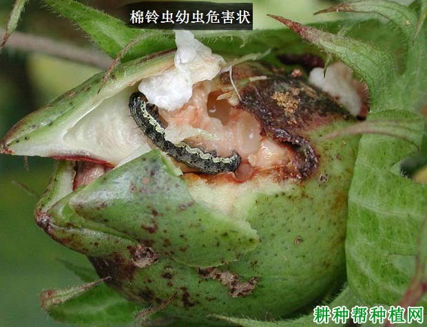 种棉花如何防治棉铃虫? 种棉花如何防治棉铃虫?