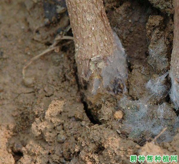 种棉花如何防治棉黑根腐病? 种棉花如何防治棉黑根腐病?