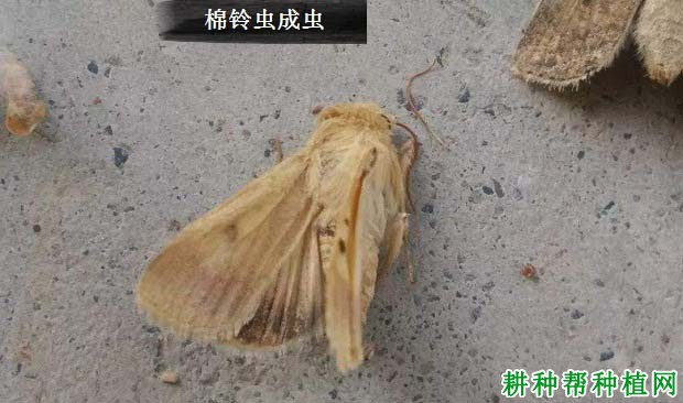 种棉花如何防治棉铃虫? 种棉花如何防治棉铃虫?