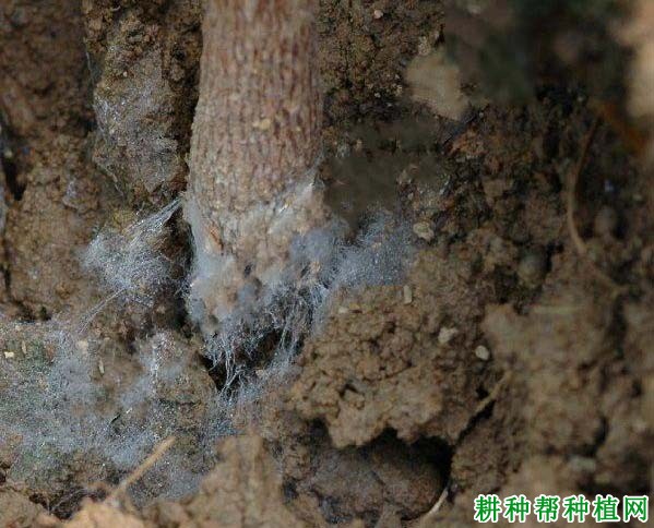 种棉花如何防治棉黑根腐病? 种棉花如何防治棉黑根腐病?