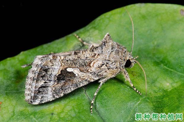 种棉花如何防治粉纹夜蛾? 种棉花如何防治粉纹夜蛾?