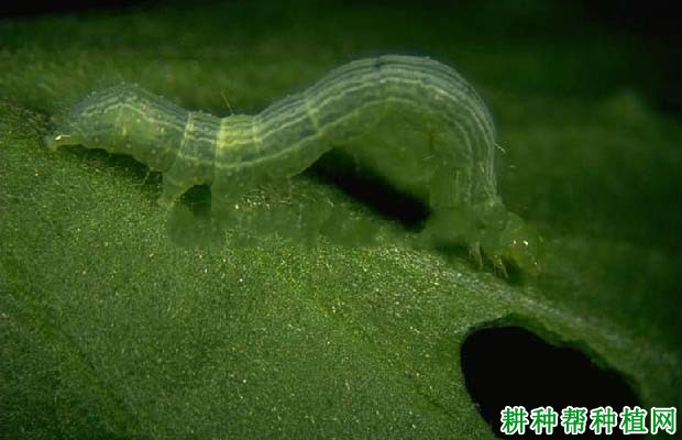 种棉花如何防治粉纹夜蛾? 种棉花如何防治粉纹夜蛾?