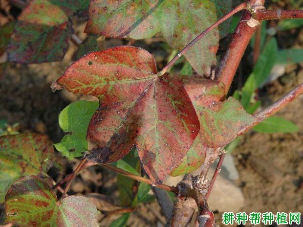 种棉花如何防治棉花红(黄)叶枯病? 种棉花如何防治棉花红(黄)叶枯病?