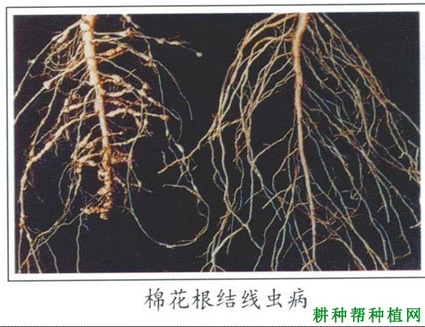 种棉花如何防治棉花根结线虫病? 种棉花如何防治棉花根结线虫病?