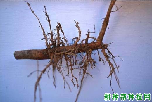 种棉花如何防治棉花根结线虫病? 种棉花如何防治棉花根结线虫病?