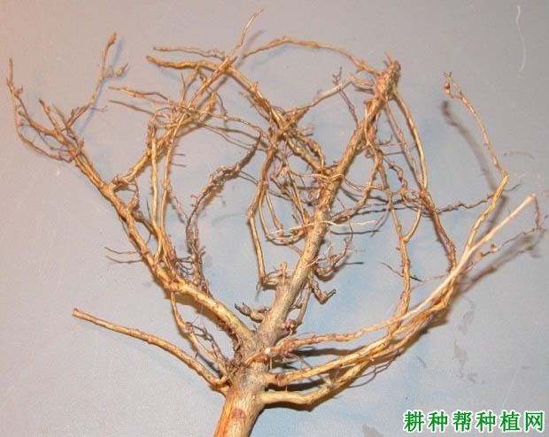 种棉花如何防治棉花根结线虫病? 种棉花如何防治棉花根结线虫病?