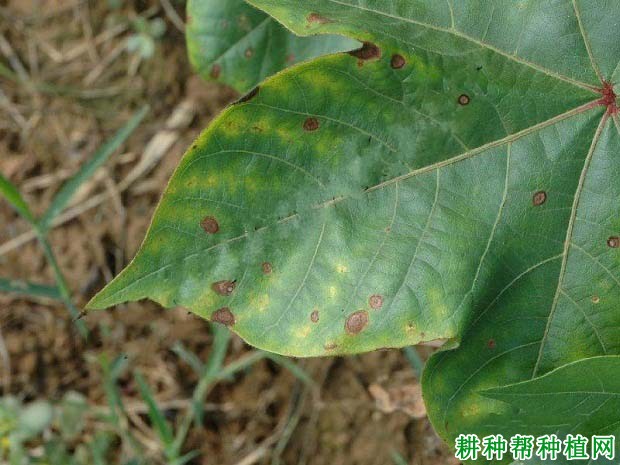 种棉花如何防治棉花轮纹病? 种棉花如何防治棉花轮纹病?