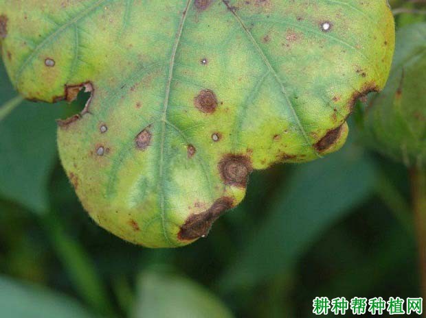 种棉花如何防治棉花轮纹病? 种棉花如何防治棉花轮纹病?