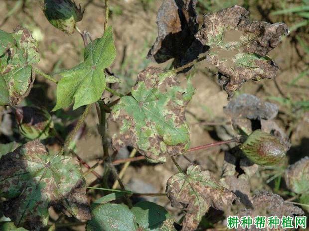 种棉花如何防治棉花轮纹病? 种棉花如何防治棉花轮纹病?