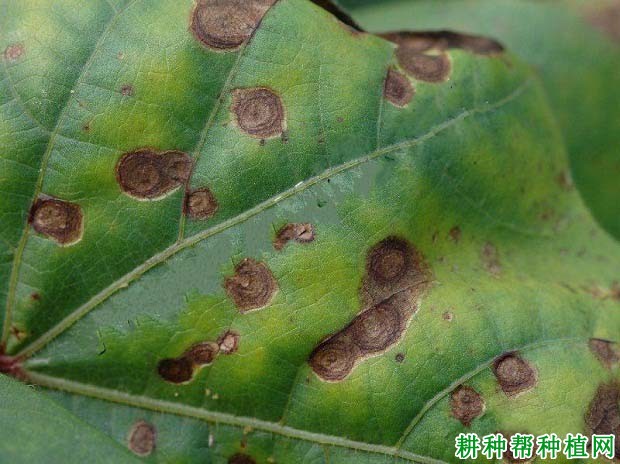 种棉花如何防治棉花轮纹病? 种棉花如何防治棉花轮纹病?