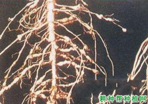 种棉花如何防治棉花纽带线虫病? 种棉花如何防治棉花纽带线虫病?