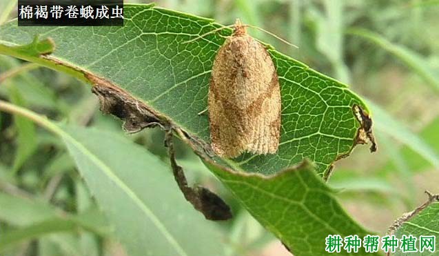 种棉花如何防治棉褐带卷蛾? 种棉花如何防治棉褐带卷蛾?