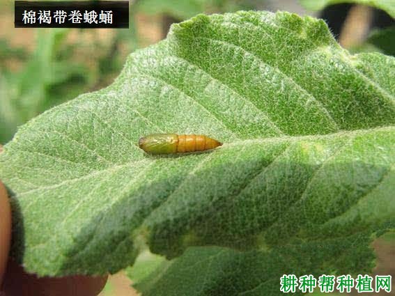 种棉花如何防治棉褐带卷蛾? 种棉花如何防治棉褐带卷蛾?