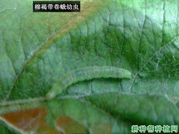 种棉花如何防治棉褐带卷蛾? 种棉花如何防治棉褐带卷蛾?