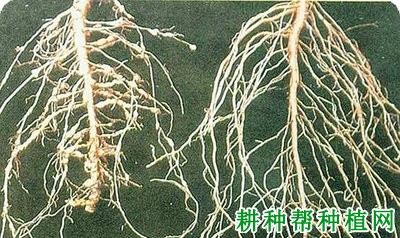 种棉花如何防治棉花肾形线虫病? 种棉花如何防治棉花肾形线虫病?