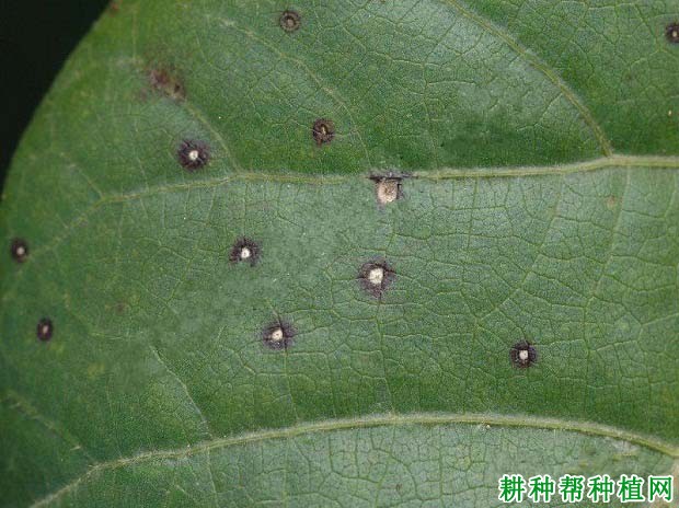 种棉花如何防治棉花叶烧病? 种棉花如何防治棉花叶烧病?