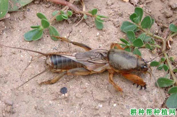 种植花生如何防治华北蝼蛄? 种植花生如何防治华北蝼蛄?