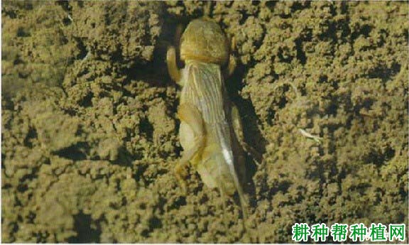 种植花生如何防治华北蝼蛄? 种植花生如何防治华北蝼蛄?