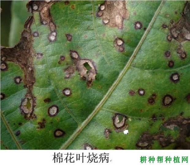 种棉花如何防治棉花叶烧病? 种棉花如何防治棉花叶烧病?