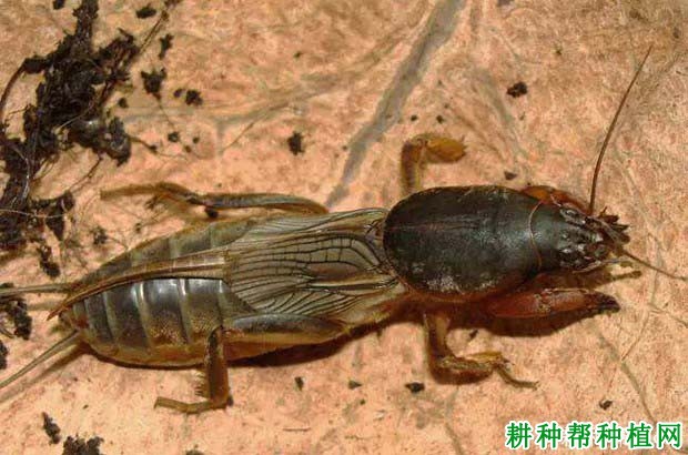 种植花生如何防治华北蝼蛄? 种植花生如何防治华北蝼蛄?