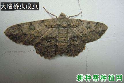 种棉花如何防治大造桥虫? 种棉花如何防治大造桥虫?