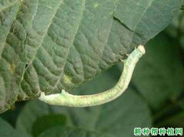 种棉花如何防治大造桥虫? 种棉花如何防治大造桥虫?