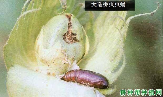 种棉花如何防治大造桥虫? 种棉花如何防治大造桥虫?