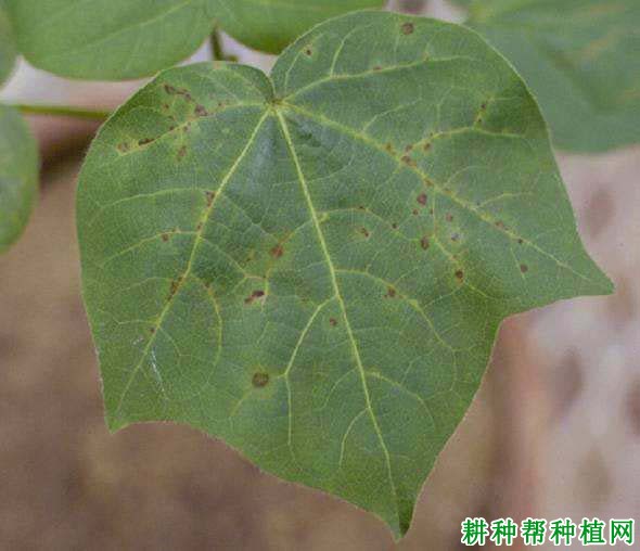 种棉花如何防治棉花褐斑病? 种棉花如何防治棉花褐斑病?