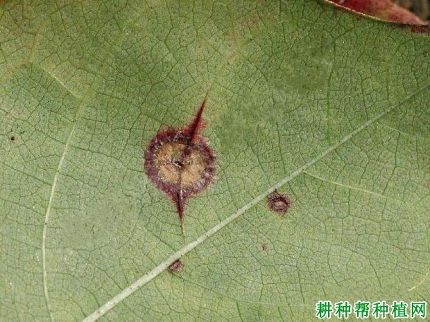 种棉花如何防治棉花褐斑病? 种棉花如何防治棉花褐斑病?