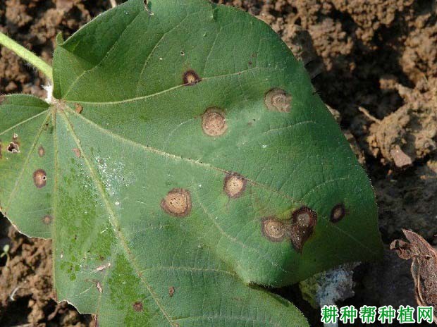 种棉花如何防治棉花褐斑病? 种棉花如何防治棉花褐斑病?