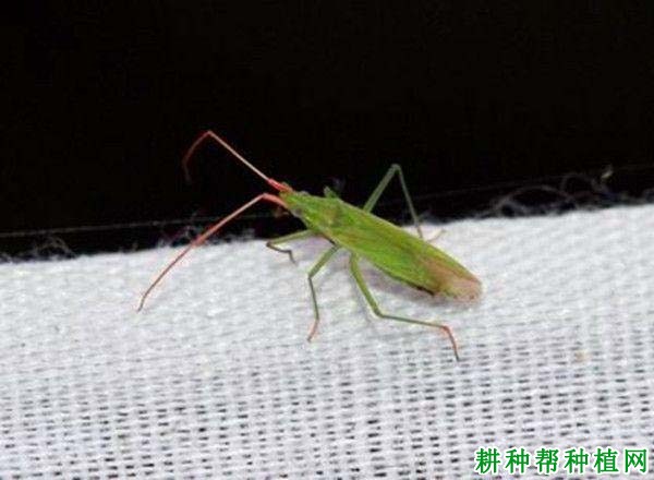 种棉花如何防治赤须盲蝽? 种棉花如何防治赤须盲蝽?