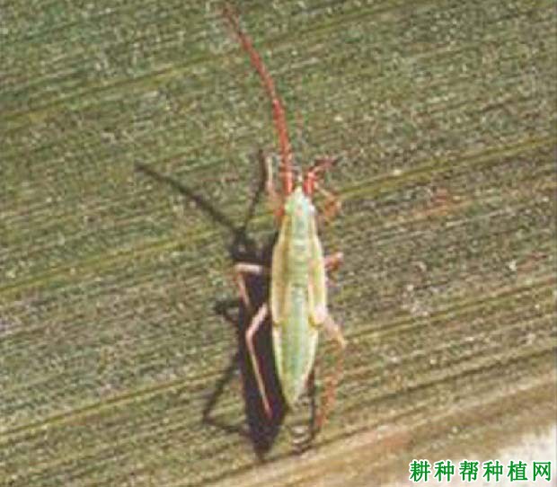 种棉花如何防治赤须盲蝽? 种棉花如何防治赤须盲蝽?