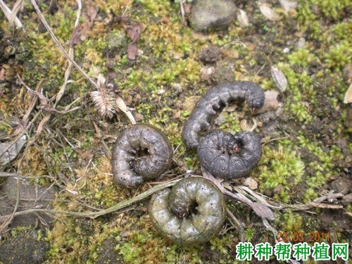 种植花生如何防治小地老虎? 种植花生如何防治小地老虎?