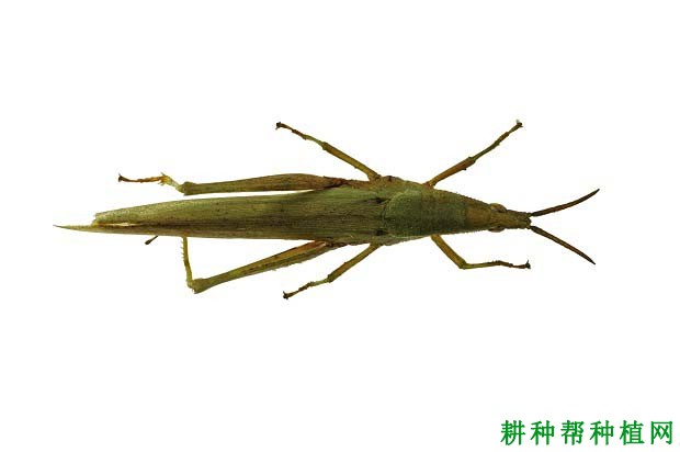 种棉花如何防治长额负蝗? 种棉花如何防治长额负蝗?