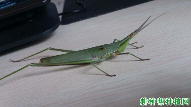 种棉花如何防治长额负蝗? 种棉花如何防治长额负蝗?