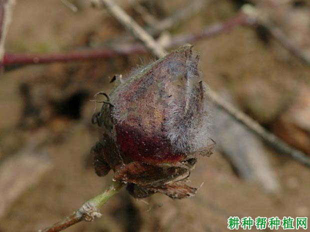 种棉花如何防治棉铃灰霉病? 种棉花如何防治棉铃灰霉病?