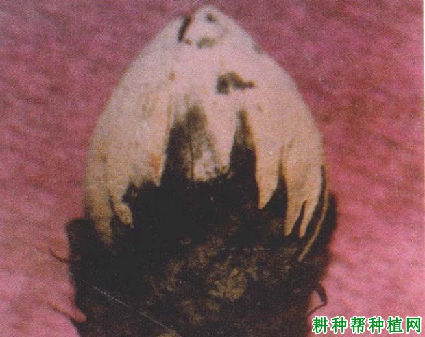 种棉花如何防治棉铃灰霉病? 种棉花如何防治棉铃灰霉病?