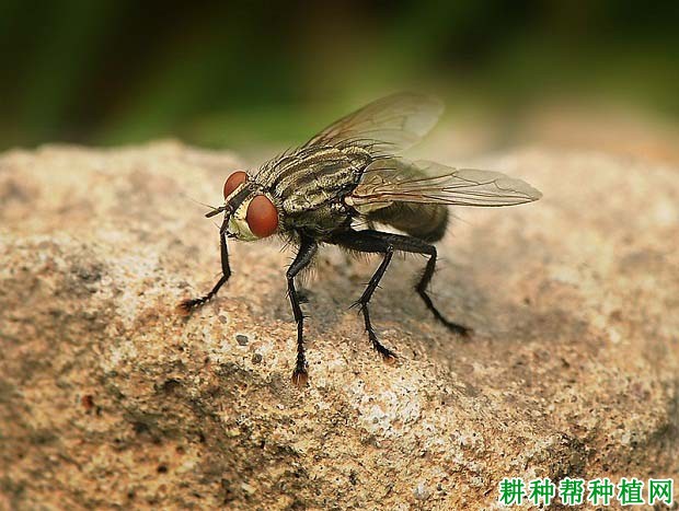 种植花生如何防治灰地种蝇? 种植花生如何防治灰地种蝇?