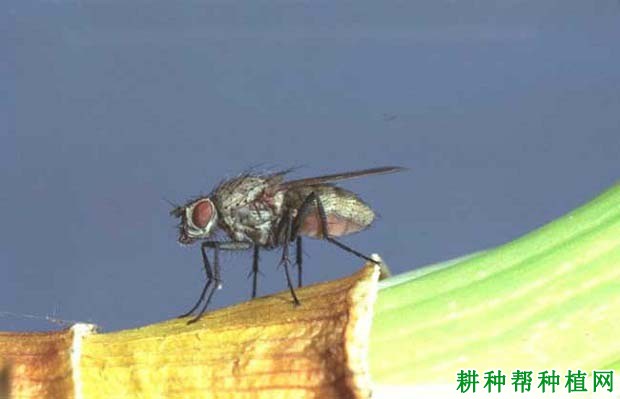 种植花生如何防治灰地种蝇? 种植花生如何防治灰地种蝇?