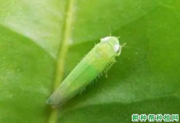 种棉花如何防治小绿叶蝉? 种棉花如何防治小绿叶蝉?