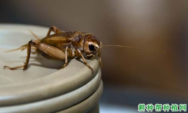 种植花生如何防治油葫芦? 种植花生如何防治油葫芦?