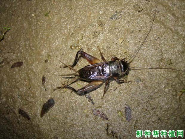 种植花生如何防治油葫芦? 种植花生如何防治油葫芦?