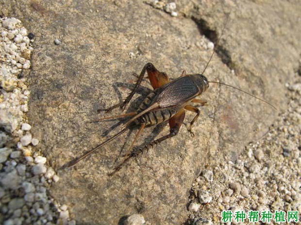 种植花生如何防治油葫芦? 种植花生如何防治油葫芦?