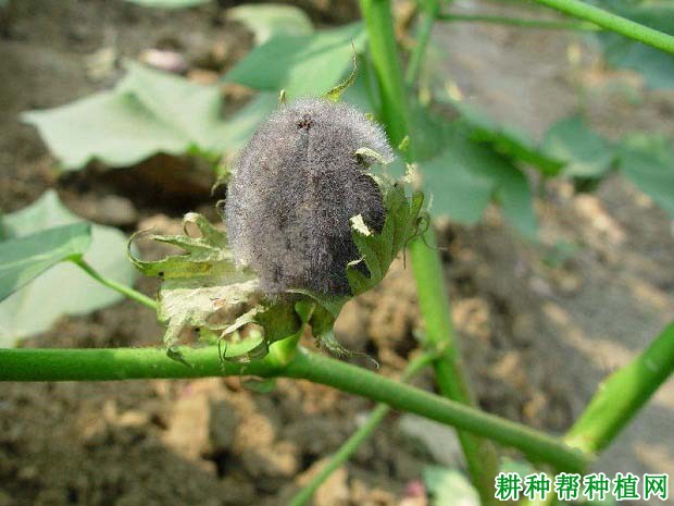 种棉花如何防治棉铃软腐病? 种棉花如何防治棉铃软腐病?