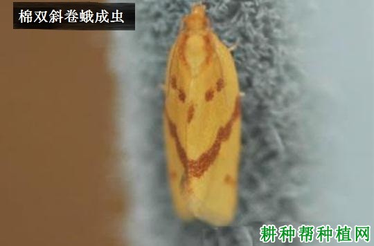 种棉花如何防治棉双斜卷蛾? 种棉花如何防治棉双斜卷蛾?